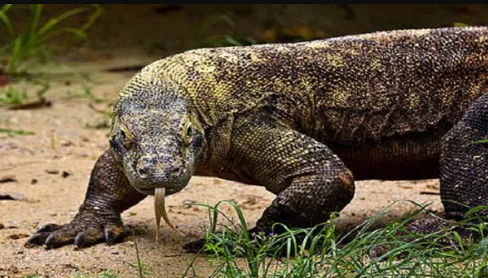 Bengal Monitor Lizard Gang Rape