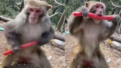 Photo of Watch Video: बंदर ने ‘पुष्पा राज’ स्टाइल में खाई गाजर, फैंस बोले अर्जुन अल्लू का है फैन