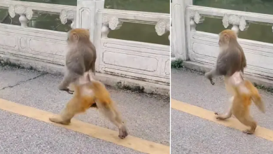 Photo of इस बंदर ने मिल्खा सिंह स्टाइल में सड़क पर लगाई दौड़, वीडियो देख आप भी हो जायेंगे खुश
