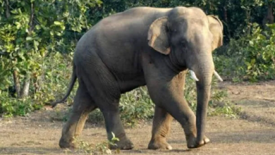 Photo of World Elephant Day: लगातार बढ़ रहा मानव-वन्यजीव संघर्ष, आबादी में लगातार पहुंच रहे हाथी
