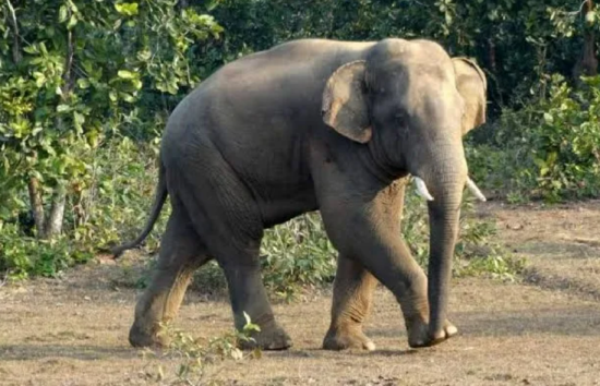 elephant in uttarakhand